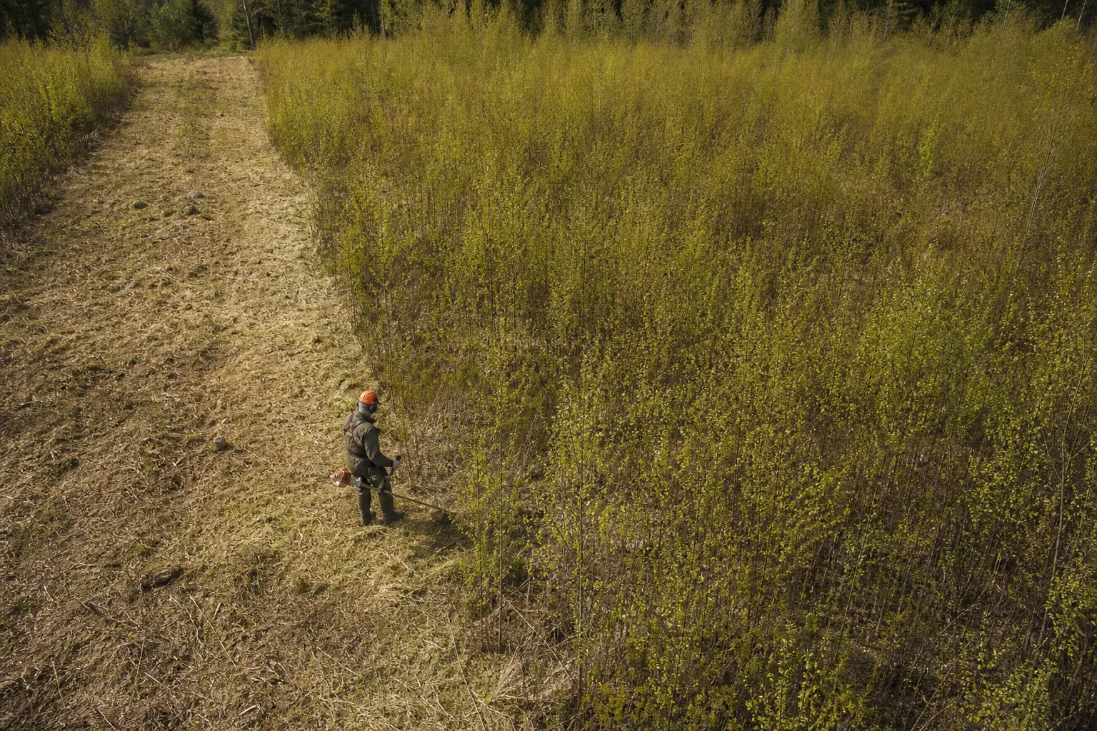 Röjning av en tydlig korridor genom gles slyvegetation
